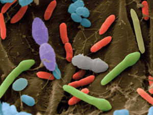 باکتریهای روده و موادغذایی 