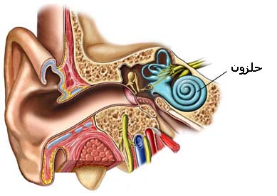 ساعت سیرکادین درحلزون