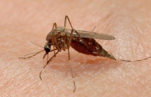 درمان دارویی و مدیریت مالاریا