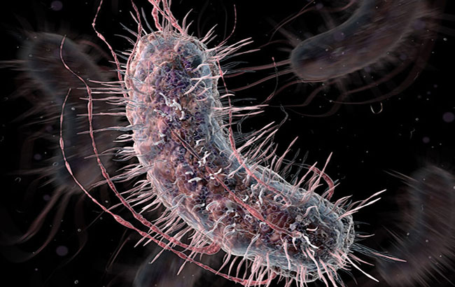 کاهش مسمومیت E.Coli با پلی‌سربات