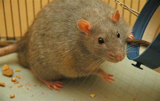 بهبـود متابولیــسم در موش‌های چـاق و دیابتی با پروتئین خاص