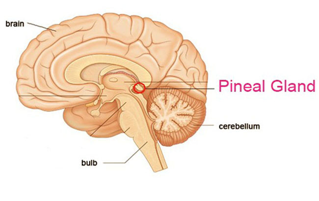 ملاتونین مترشح از غده‌پینال و اثرات آن