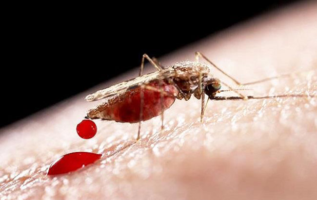 تغییر «طعم» انسان‌ها و کمک به مبارزه با مالاریا
