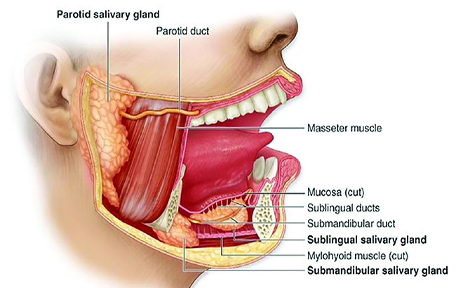 نقش بزاق در پیشبرد سلامت دهان