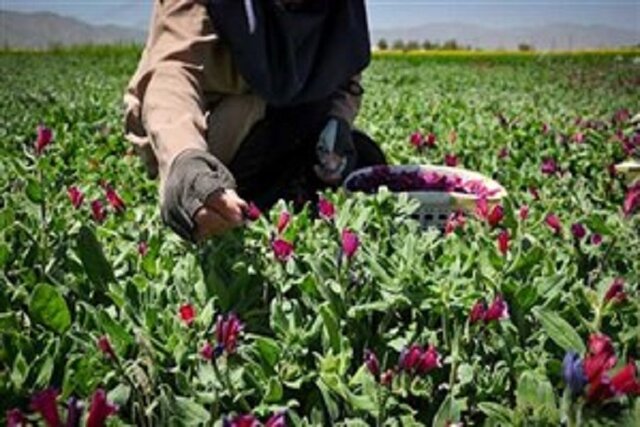 اعلام برترین‌های ایده‌بازار گیاهان دارویی کشور در اصفهان