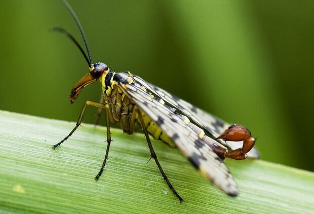 ۱۸ گونه جدید از حشرات آبزی شناسایی شدند