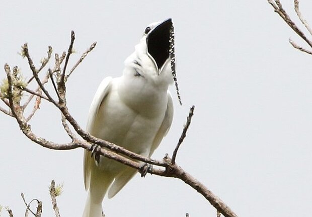 پرنده آمازونی رکورد بلندترین صدا را شکست