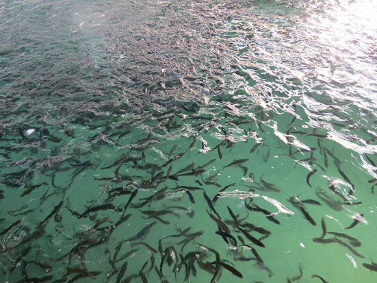 وجود ۱۲ درصد منابع آبی کشور در لرستان/تولید سالانه ۲۸ هزار تن ماهی در این استان