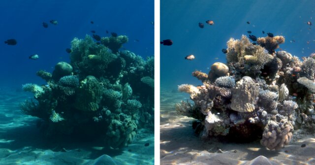 ابداع الگوریتمی برای ایجاد تصاویر رنگی از موجودات زیردریایی