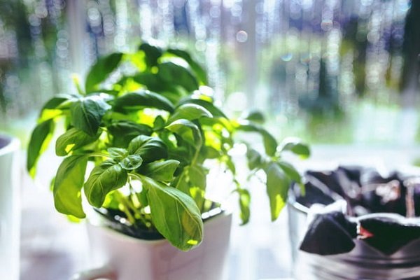 گیاهان موجب افزایش کیفیت هوای منزل نمی شوند