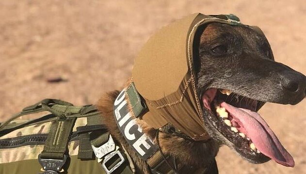 حفاظت از سگ‌های ارتش آمریکا با یک فناوری پیشرفته
