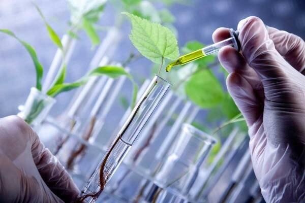 انتخاب ۳۲ گیاه برای تولید داروهای گیاهی در دانشگاه آزاد