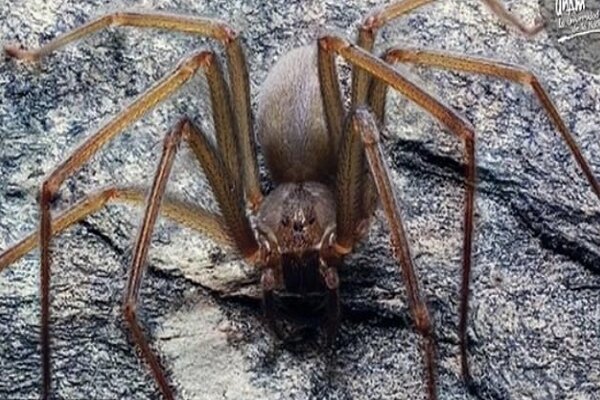 گزش عنکبوتی که گوشت انسان را فاسد می کند