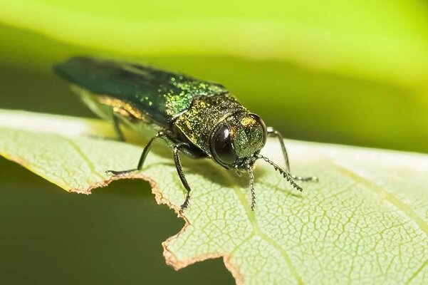 حشرات موذی به اندازه انسان ها گرمایش زمین را تسریع می کنند