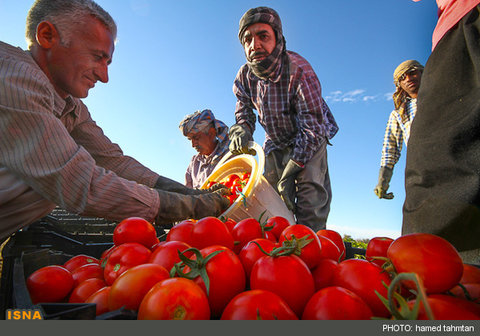 گوجه فرنگی ارزان شد، رب گوجه فرنگی گران/ خرید حمایتی برای جلوگیری از ضررکشاورز/ کارخانه ها تن به ارزانی نمیدهند