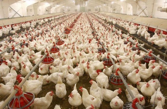 تلف شدن 12 هزار قطعه مرغ گوشتی در یزد +تصاویر