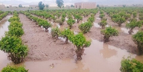 سوخت یارانه ­ای در بخش کشاورزی شهرستان آبیک توزیع شد