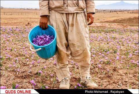 غربت طلای سرخ ایران در بازار جهانی