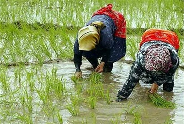 ممنوعیت برداشت برنج از مزارع آلوده به آب فاضلاب