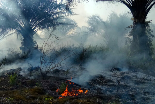باندهای خلافکار عامل گسترش جنگل‌زدایی در آمازون