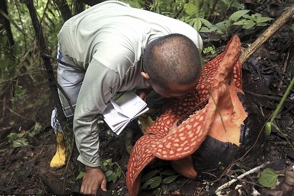 گل ۱۱۷ متری عظیمی در جنگل اندونزی رویید